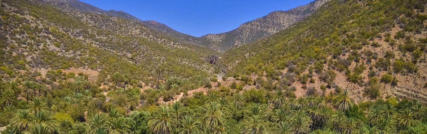 Palmeraie de Paradise Valley entre les collines